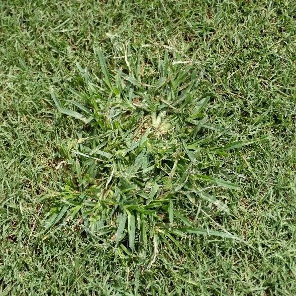 thumbnail for publication: Identification, Biology, and Management of Goosegrass [Eleusine indica (L.) Gaertn.] in Florida Turfgrasses